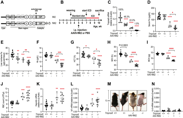 Matriptase-2 regulates iron homeostasis primarily by setting the basal levels of hepatic hepcidin expression through a nonproteolytic mechanism.