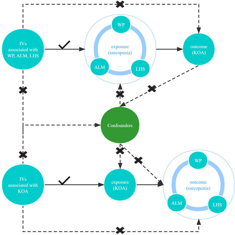 A Bidirectional Mendelian Randomization Study of Sarcopenia-Related Traits and Knee Osteoarthritis.