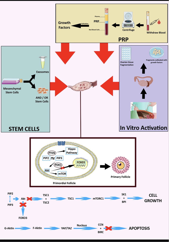 Biological therapies for premature ovarian insufficiency: what is the evidence?