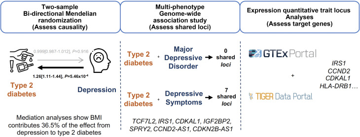 Bidirectional Mendelian Randomization and Multiphenotype GWAS Show Causality and Shared Pathophysiology Between Depression and Type 2 Diabetes.