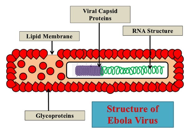 Tracing down the updates on Ebola virus surges: An update on anti-ebola therapeutic strategies.