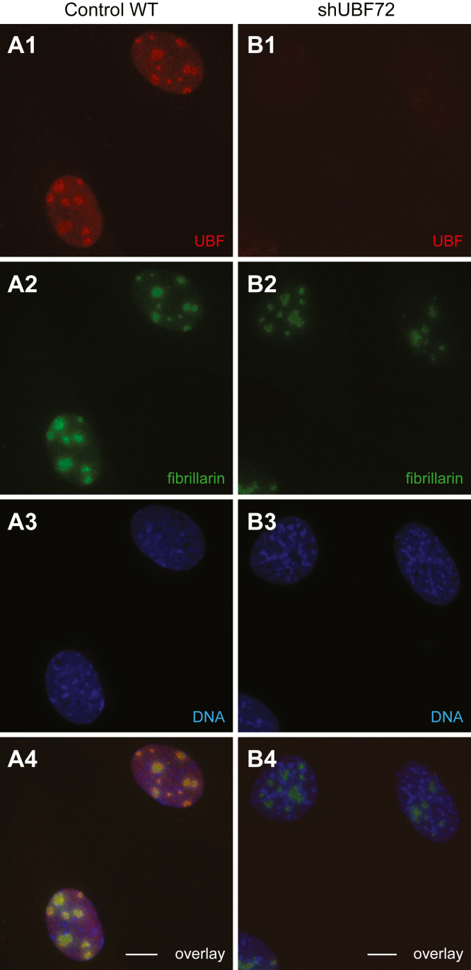 Transcription factor UBF depletion in mouse cells results in downregulation of both downstream and upstream elements of the rRNA transcription network.