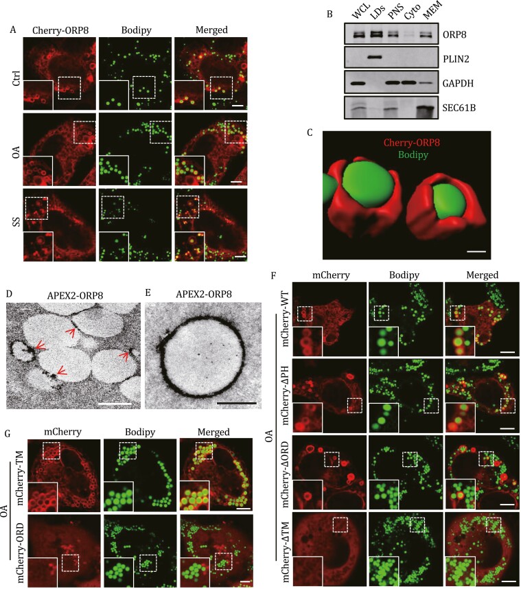 ORP8 acts as a lipophagy receptor to mediate lipid droplet turnover.