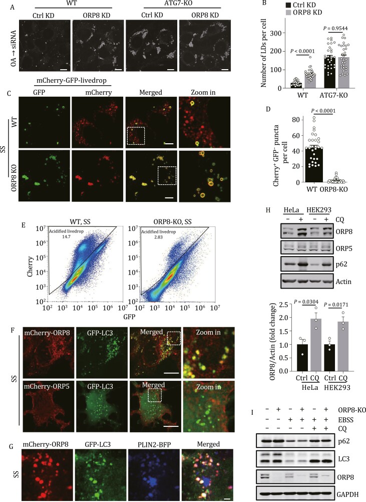 ORP8 acts as a lipophagy receptor to mediate lipid droplet turnover.