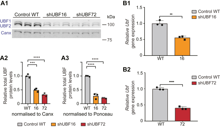 Transcription factor UBF depletion in mouse cells results in downregulation of both downstream and upstream elements of the rRNA transcription network.