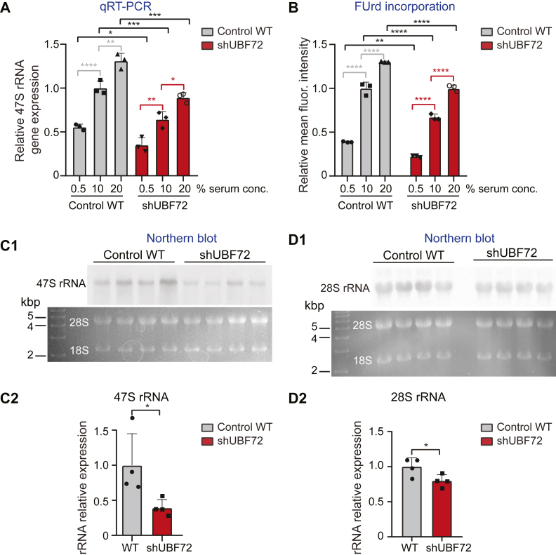 Transcription factor UBF depletion in mouse cells results in downregulation of both downstream and upstream elements of the rRNA transcription network.