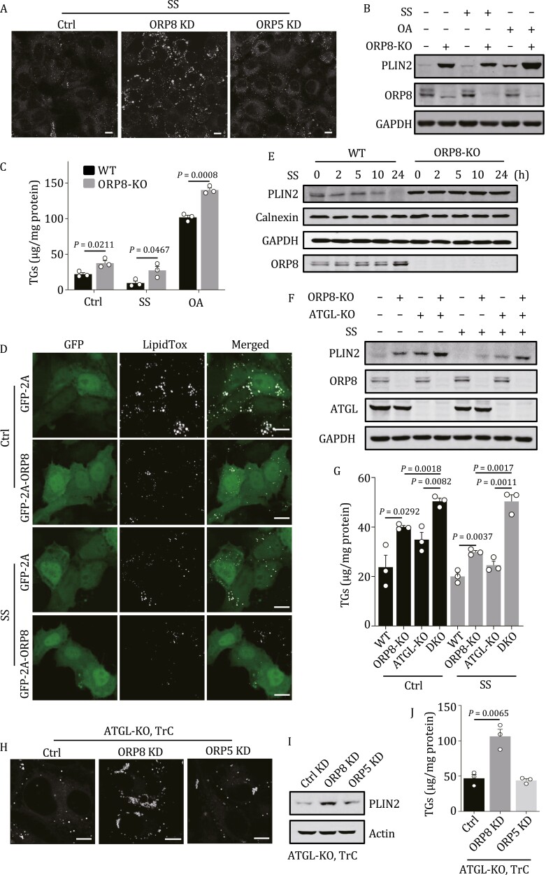 ORP8 acts as a lipophagy receptor to mediate lipid droplet turnover.