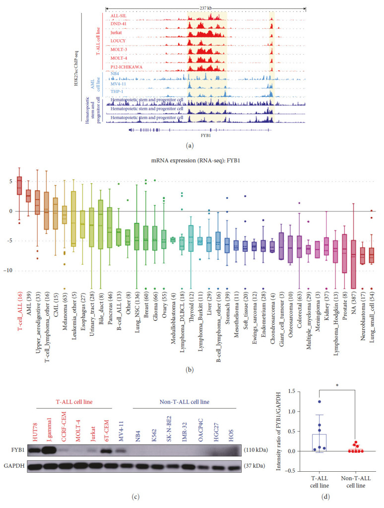 Super Enhancer Regulatory Gene FYB1 Promotes the Progression of T Cell Acute Lymphoblastic Leukemia by Activating IGLL1.