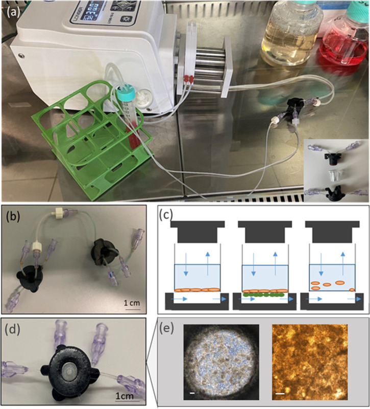 Human gut epithelium features recapitulated in MINERVA 2.0 millifluidic organ-on-a-chip device.