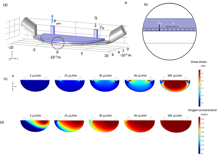 Human gut epithelium features recapitulated in MINERVA 2.0 millifluidic organ-on-a-chip device.