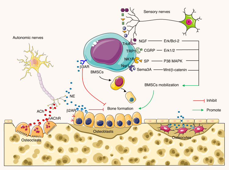 Interoceptive regulation of skeletal tissue homeostasis and repair.