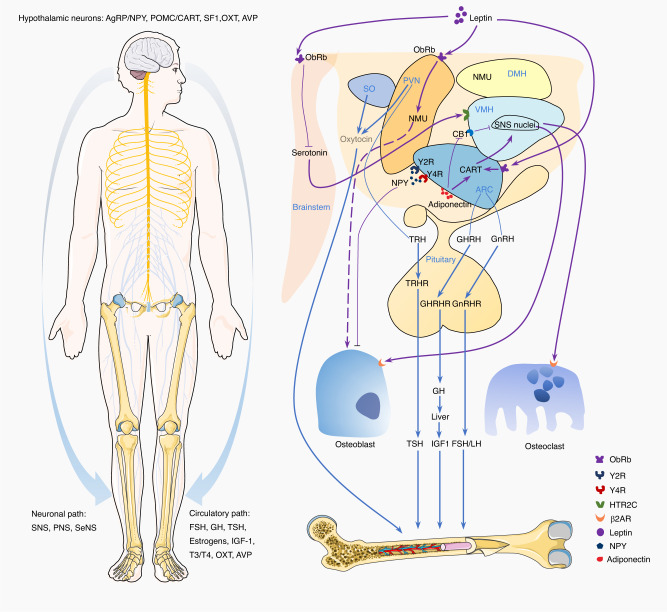 Interoceptive regulation of skeletal tissue homeostasis and repair.