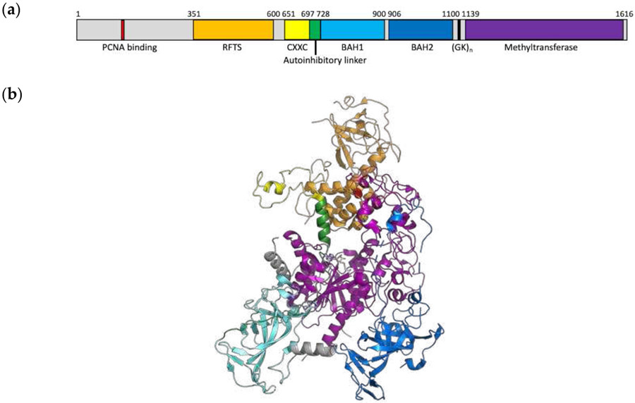 Disease-Associated Mutation A554V Disrupts Normal Autoinhibition of DNMT1.