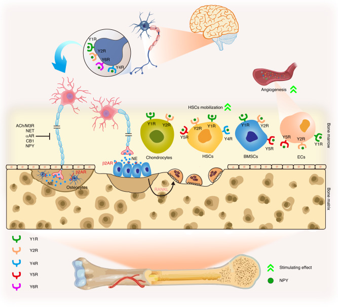 Interoceptive regulation of skeletal tissue homeostasis and repair.