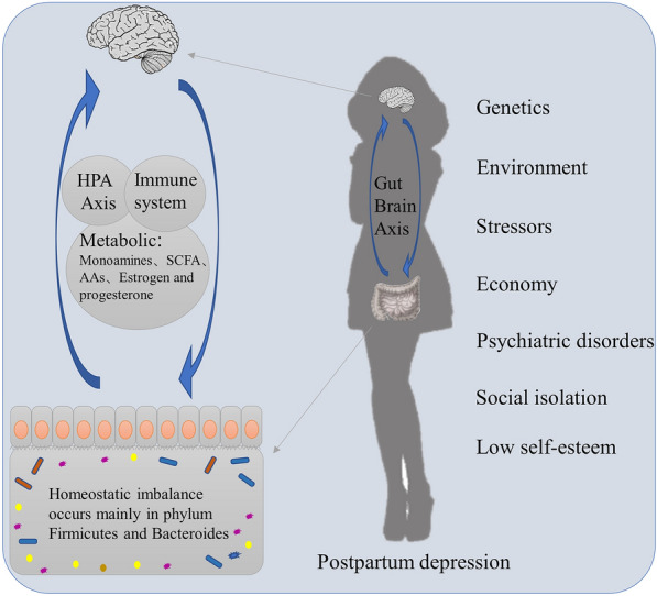 The role of gut microbiota in the pathogenesis and treatment of postpartum depression.