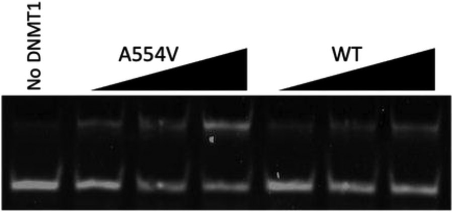 Disease-Associated Mutation A554V Disrupts Normal Autoinhibition of DNMT1.