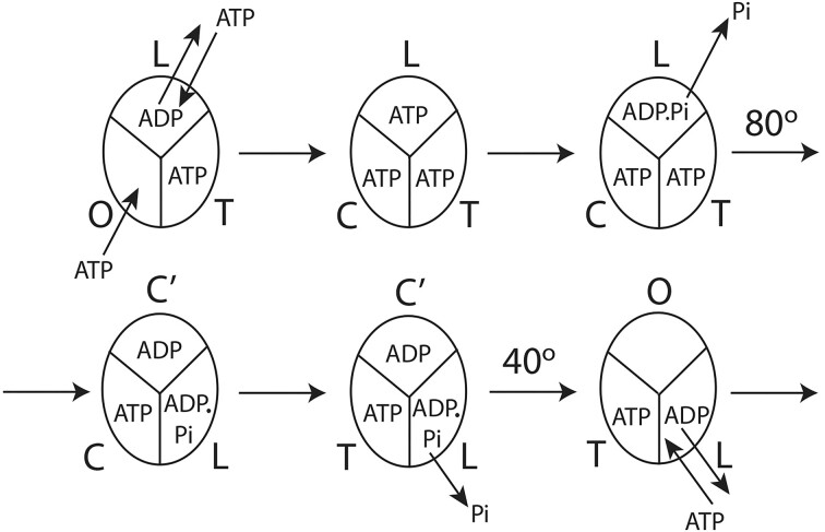 Elucidating a Complex Mechanism.