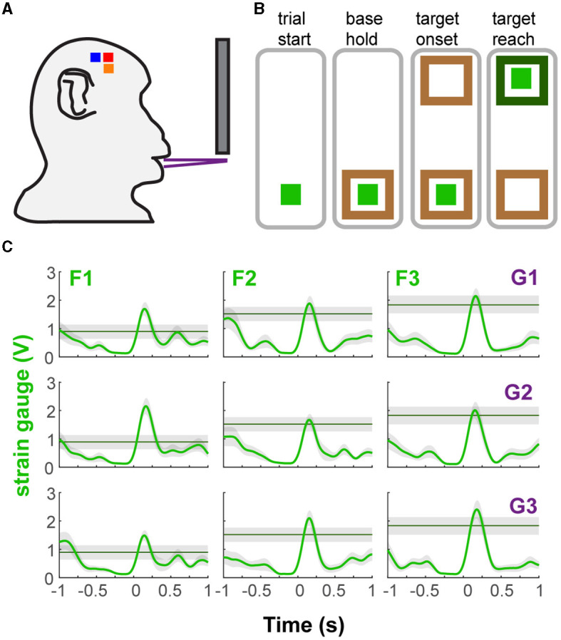 Multiple regions of sensorimotor cortex encode bite force and gape.