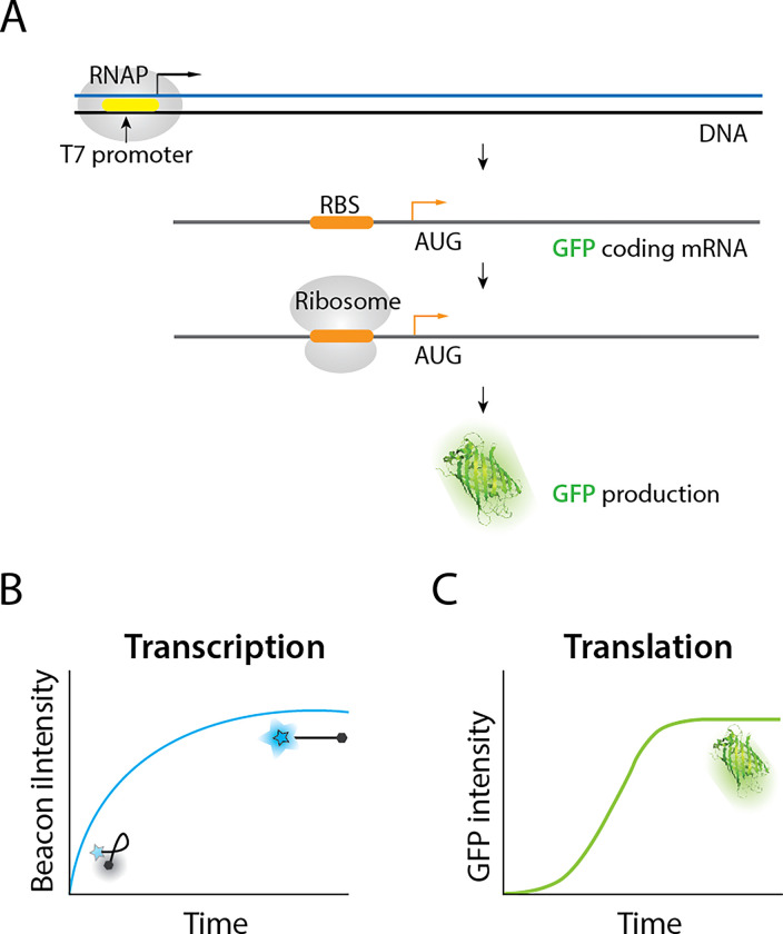 5'UTR G-quadruplex structure enhances translation in size dependent manner.