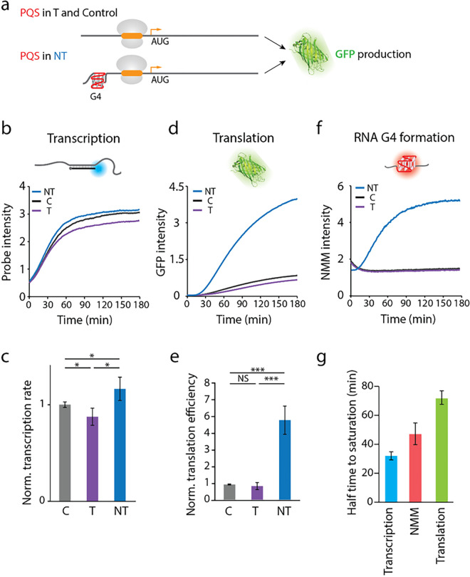 5'UTR G-quadruplex structure enhances translation in size dependent manner.