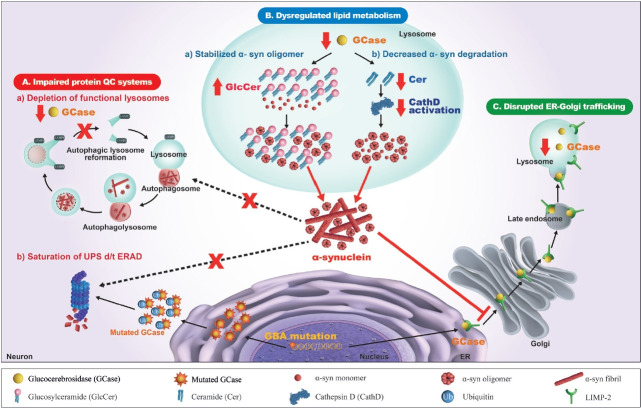 GBA1 Variants and Parkinson's Disease: Paving the Way for Targeted Therapy.