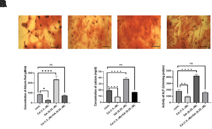 Gallic Acid Ameliorates Cadmium Effect on Osteogenesis by Activation of Alkaline Phosphatase and Collagen Synthesis.