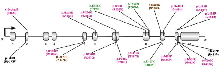 GBA1 Variants and Parkinson's Disease: Paving the Way for Targeted Therapy.