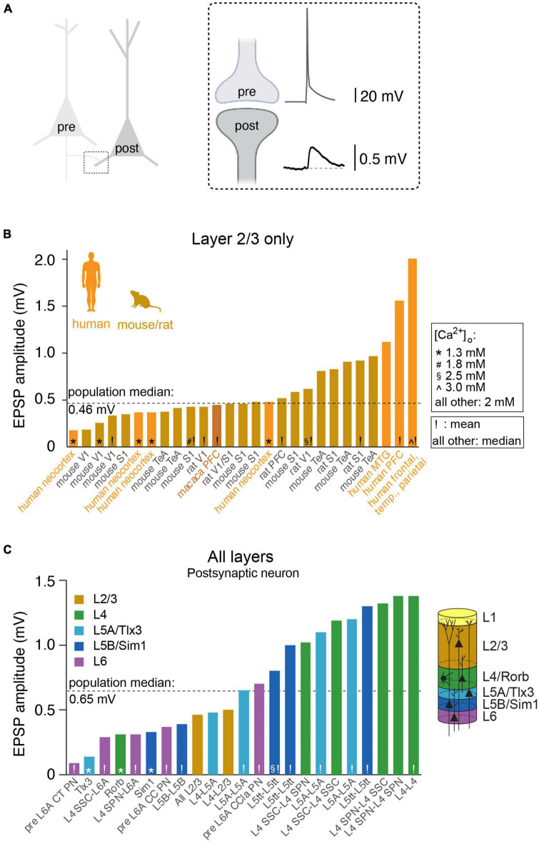 Shared and divergent principles of synaptic transmission between cortical excitatory neurons in rodent and human brain.