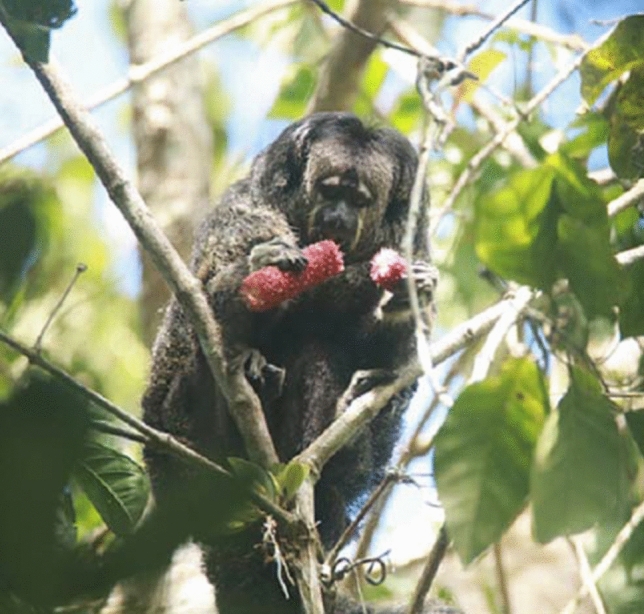 Feeding ecology of monk sakis (Pithecia monachus) in a seasonally flooded forest in western Amazonia.