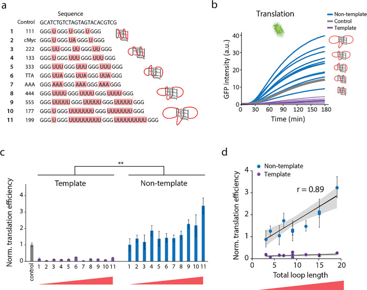 5'UTR G-quadruplex structure enhances translation in size dependent manner.