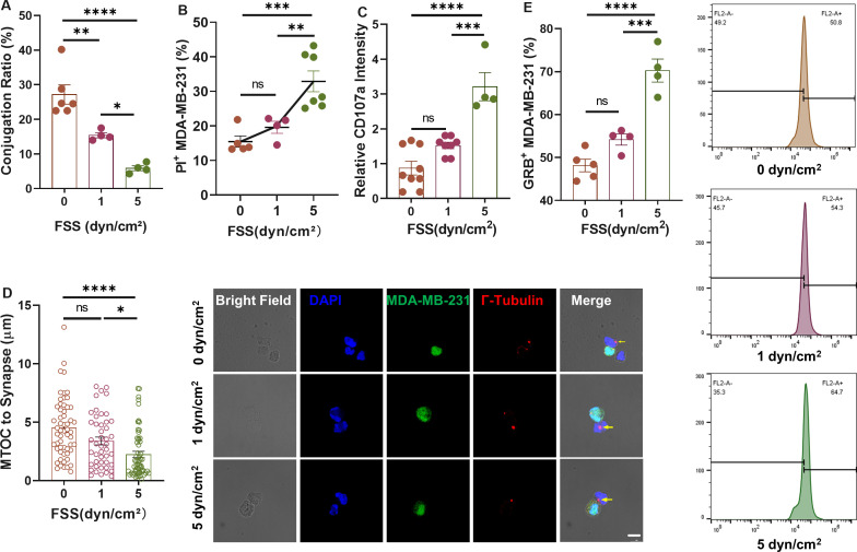 Fluid shear stress enhances natural killer cell's cytotoxicity toward circulating tumor cells through NKG2D-mediated mechanosensing.