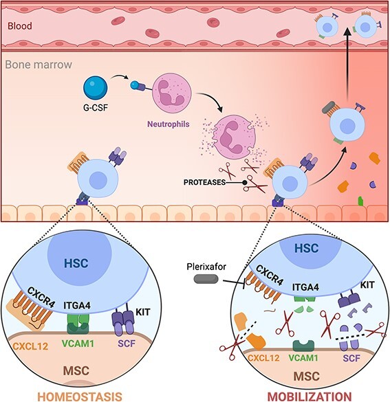 Mobilization-based engraftment of haematopoietic stem cells: a new perspective for chemotherapy-free gene therapy and transplantation.