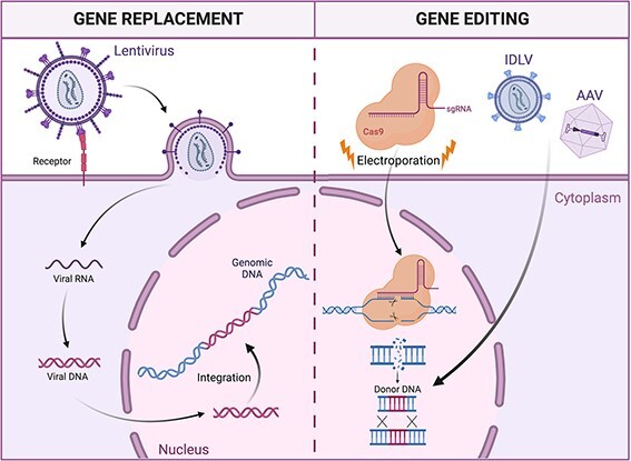 Mobilization-based engraftment of haematopoietic stem cells: a new perspective for chemotherapy-free gene therapy and transplantation.