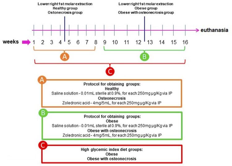 Obesity influences the development of bisphosphonate-induced osteonecrosis in Wistar rats.