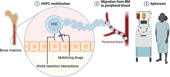 Mobilization-based engraftment of haematopoietic stem cells: a new perspective for chemotherapy-free gene therapy and transplantation.