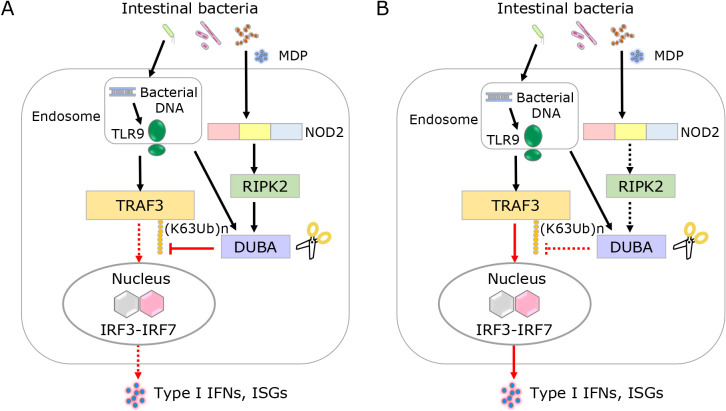 Regulation of type I IFN responses by deubiquitinating enzyme A in inflammatory bowel diseases.