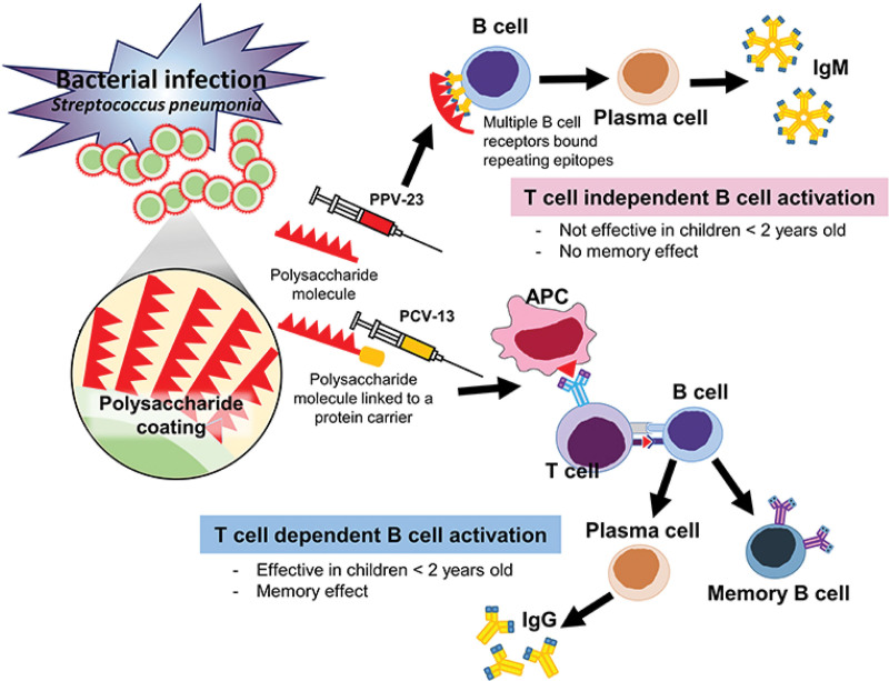 Evaluating immune responses to pneumococcal vaccines.