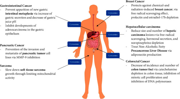 A Review on the Antimutagenic and Anticancer Effects of Cysteamine.