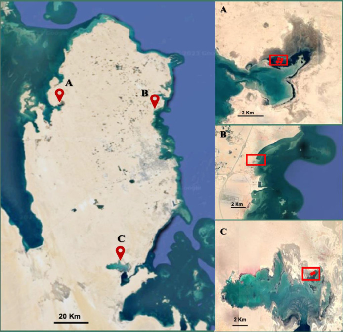 Study of diversity of mineral-forming bacteria in sabkha mats and sediments of mangrove forest in Qatar