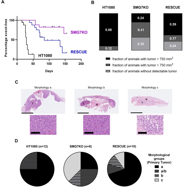 Inhibition of nonsense-mediated mRNA decay reduces the tumorigenicity of human fibrosarcoma cells.