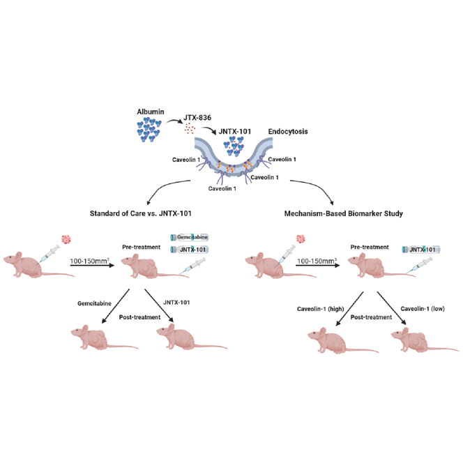 JNTX-101, a novel albumin-encapsulated gemcitabine prodrug, is efficacious and operates via caveolin-1-mediated endocytosis.