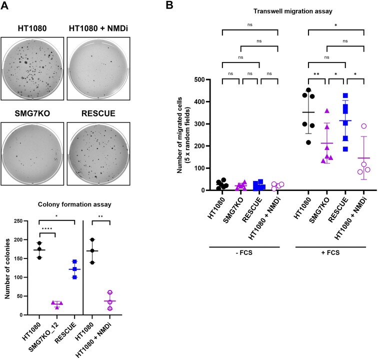 Inhibition of nonsense-mediated mRNA decay reduces the tumorigenicity of human fibrosarcoma cells.