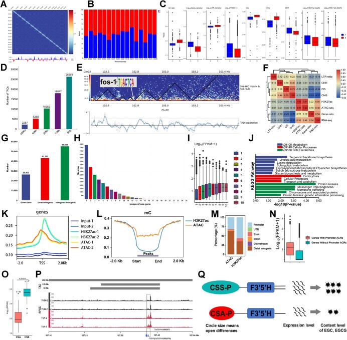 The high-resolution three-dimensional (3D) chromatin map of the tea plant (<i>Camellia sinensis</i>).