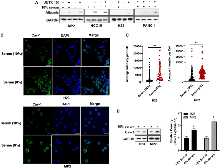 JNTX-101, a novel albumin-encapsulated gemcitabine prodrug, is efficacious and operates via caveolin-1-mediated endocytosis.