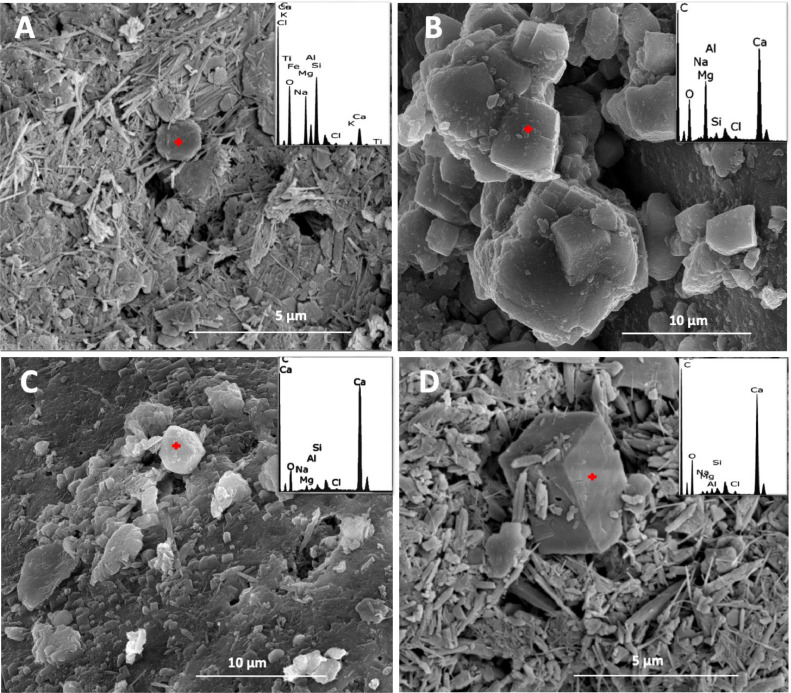 Study of diversity of mineral-forming bacteria in sabkha mats and sediments of mangrove forest in Qatar