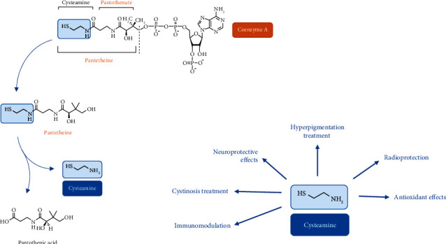 A Review on the Antimutagenic and Anticancer Effects of Cysteamine.