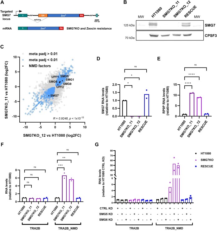 Inhibition of nonsense-mediated mRNA decay reduces the tumorigenicity of human fibrosarcoma cells.