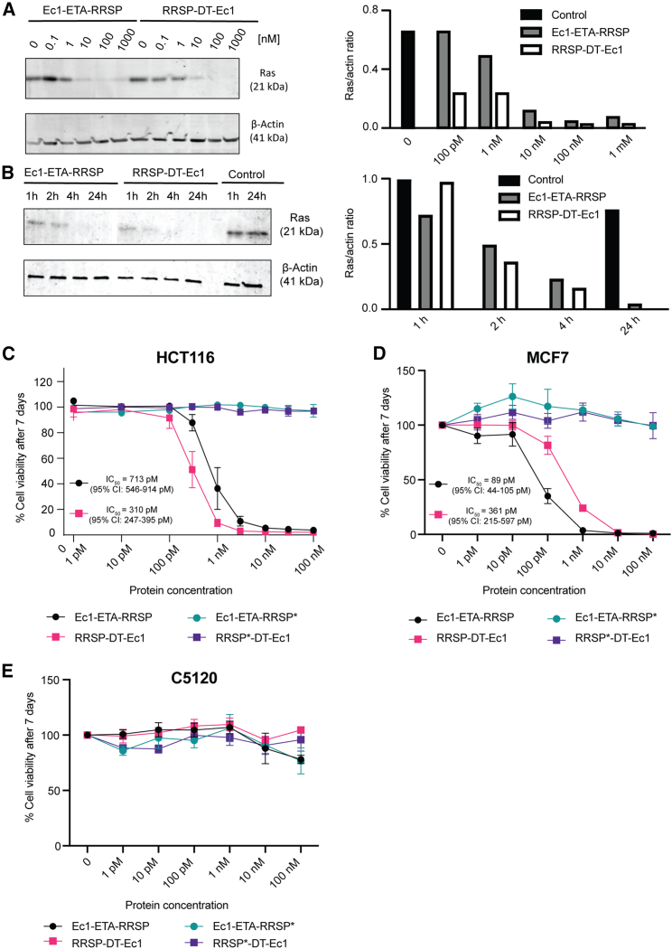 Potent and selective eradication of tumor cells by an EpCAM-targeted Ras-degrading enzyme.