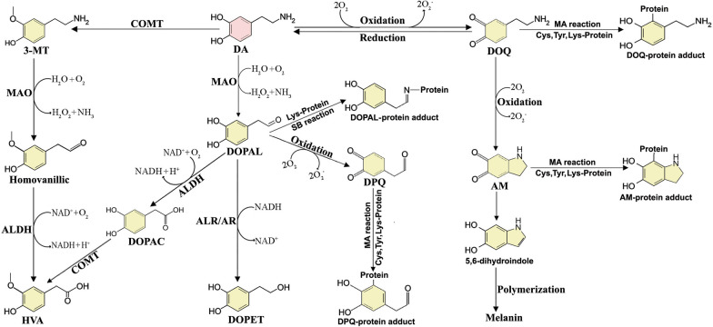 Role of dopamine in the pathophysiology of Parkinson's disease.