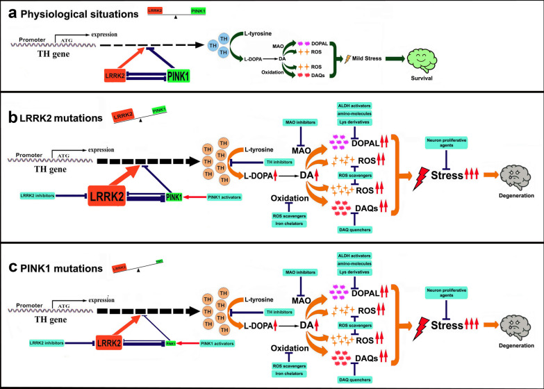 Role of dopamine in the pathophysiology of Parkinson's disease.